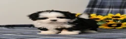 Shih Tzu dogs for sale: Blaire - Ad 1