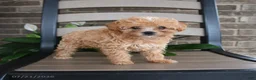 Havapoo dogs for sale: Atlas - Ad 2
