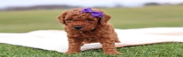 Mini Goldendoodle dogs for sale: Tilly - Ad 6