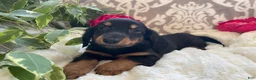 Miniature Dachshund dogs for sale: Corbin - Ad 9