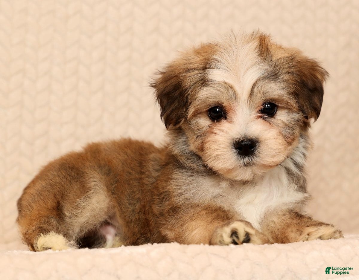 Yochon dogs Ollie - Ad 30