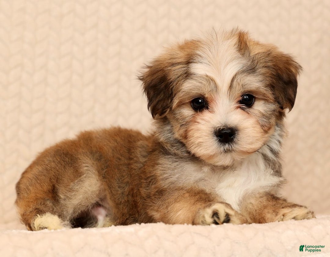 Yochon dogs for sale: Ollie - Ad 1