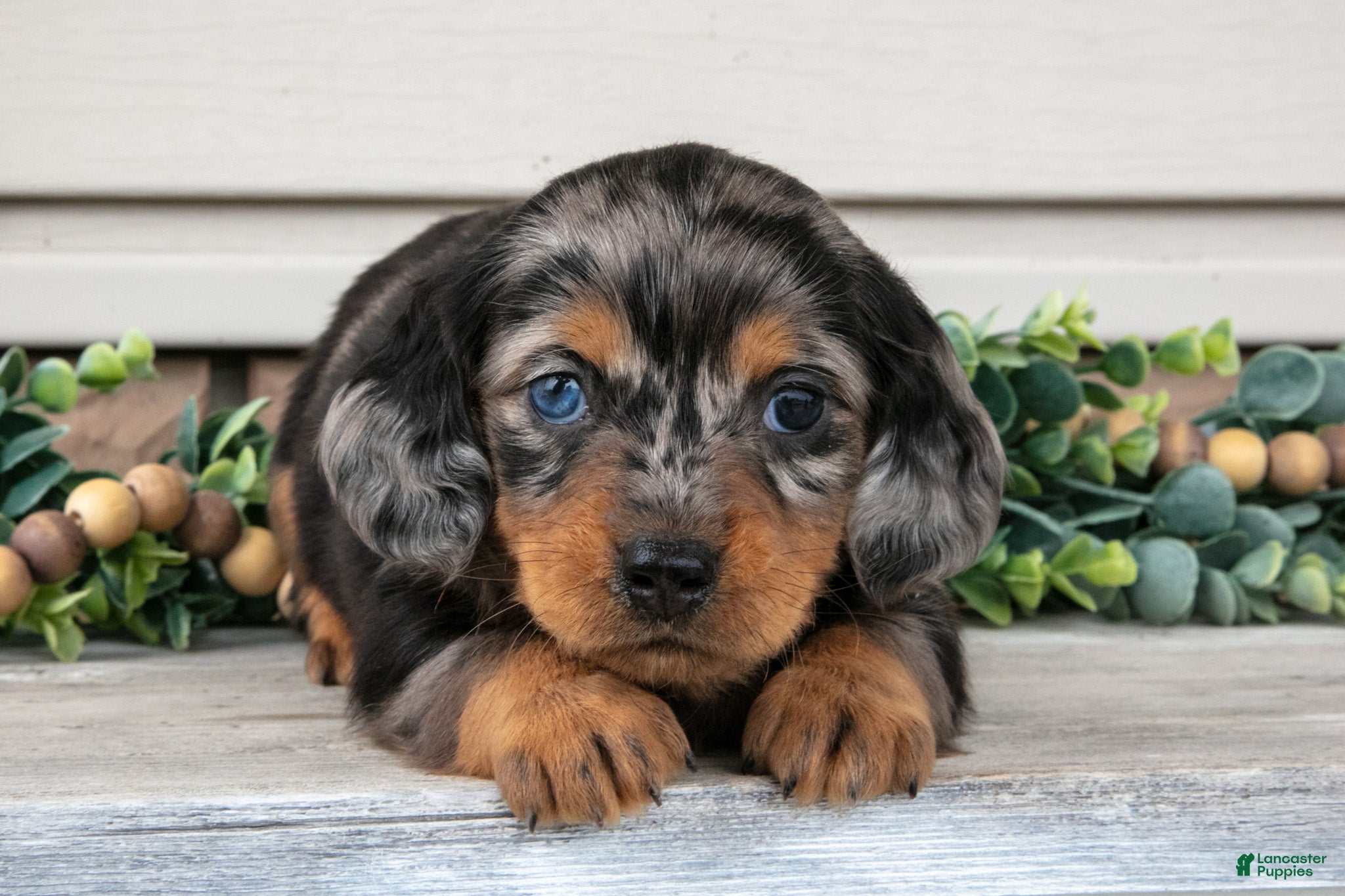 Miniature Dachshund dogs Ross - Ad 2