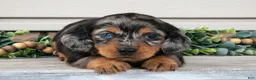 Miniature Dachshund dogs for sale: Ross - Ad 2