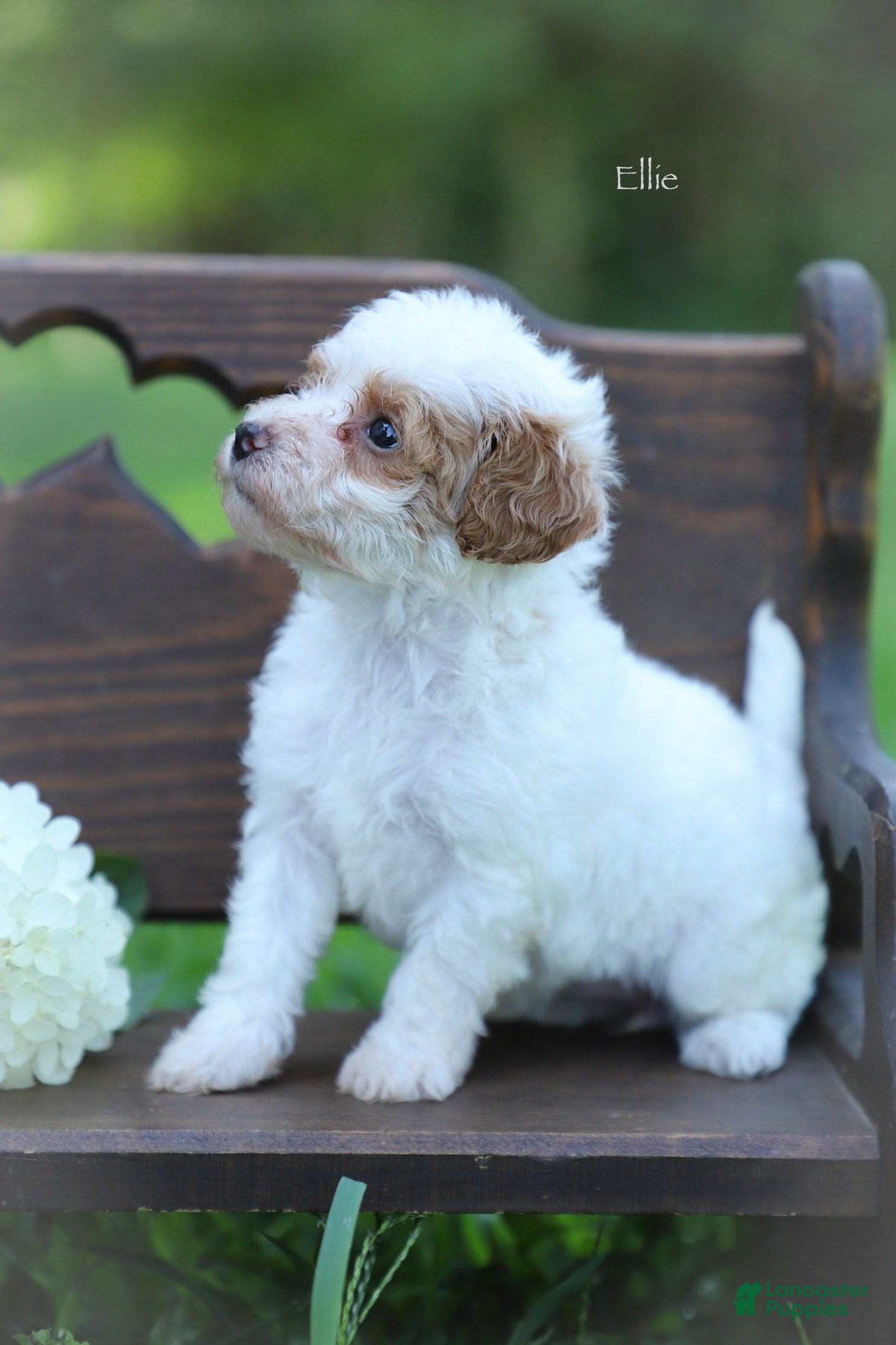 Miniature Poodle dogs Ellie - Ad 1