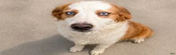 Goberian dogs for sale: Sydney - Ad 3