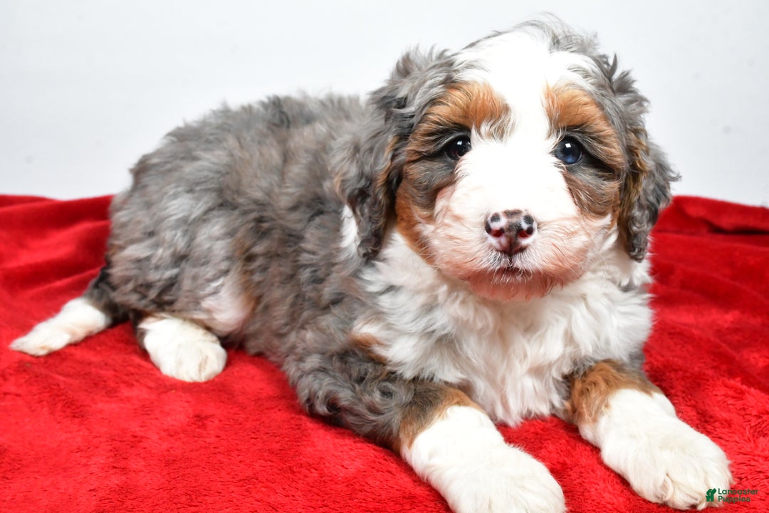 Mini Bernedoodle dogs for sale: Lola - Ad 7