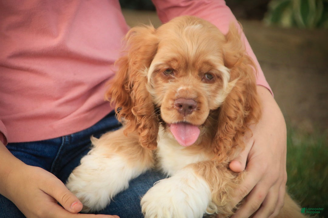 Cocker Spaniel dogs Atlas Cocker Spaniel  - Ad 1