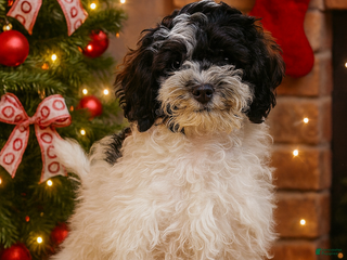 Miniature Poodle dogs Miniature Poodle Stud - Ad 1