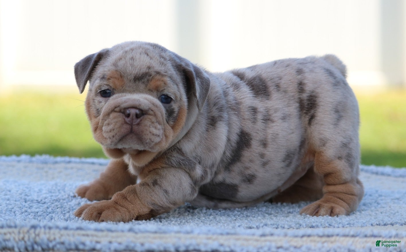 English Bulldog dogs for sale: English Bulldog Puppy 1 - Ad 1