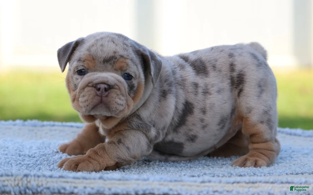 English Bulldog dogs for sale: English Bulldog Puppy 1 - Ad 1