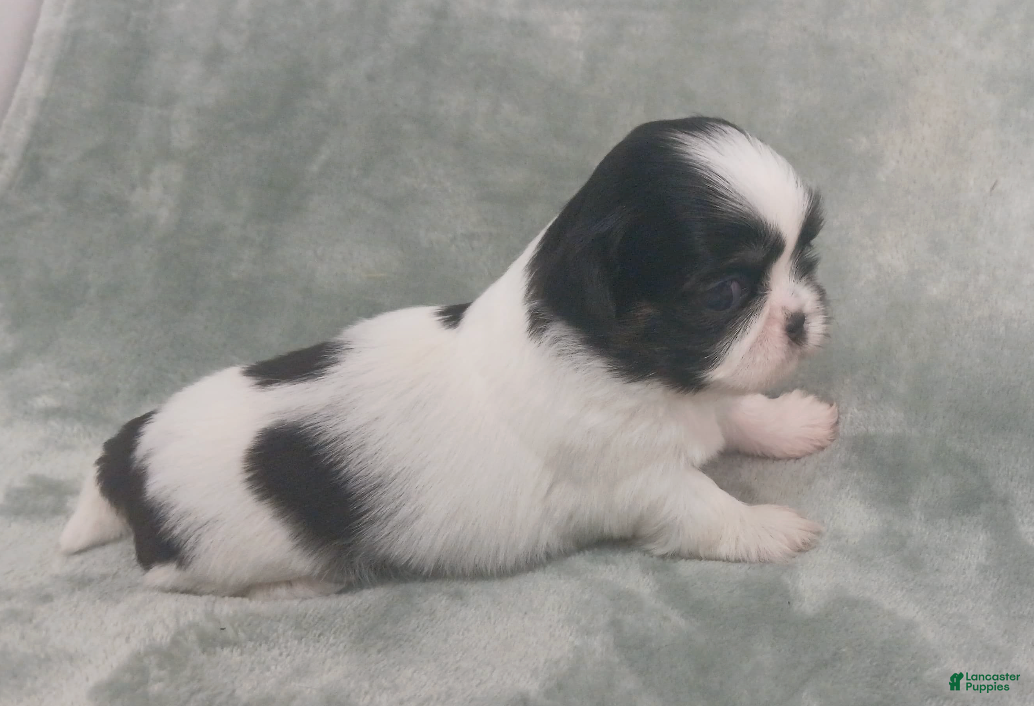 Shih Tzu dogs Imperial Sophia - Ad 1