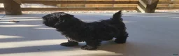 Shih Tzu dogs for sale: Sable - Ad 11