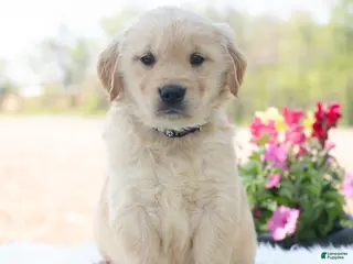 Golden Retriever dogs for sale: Marko - Ad 4