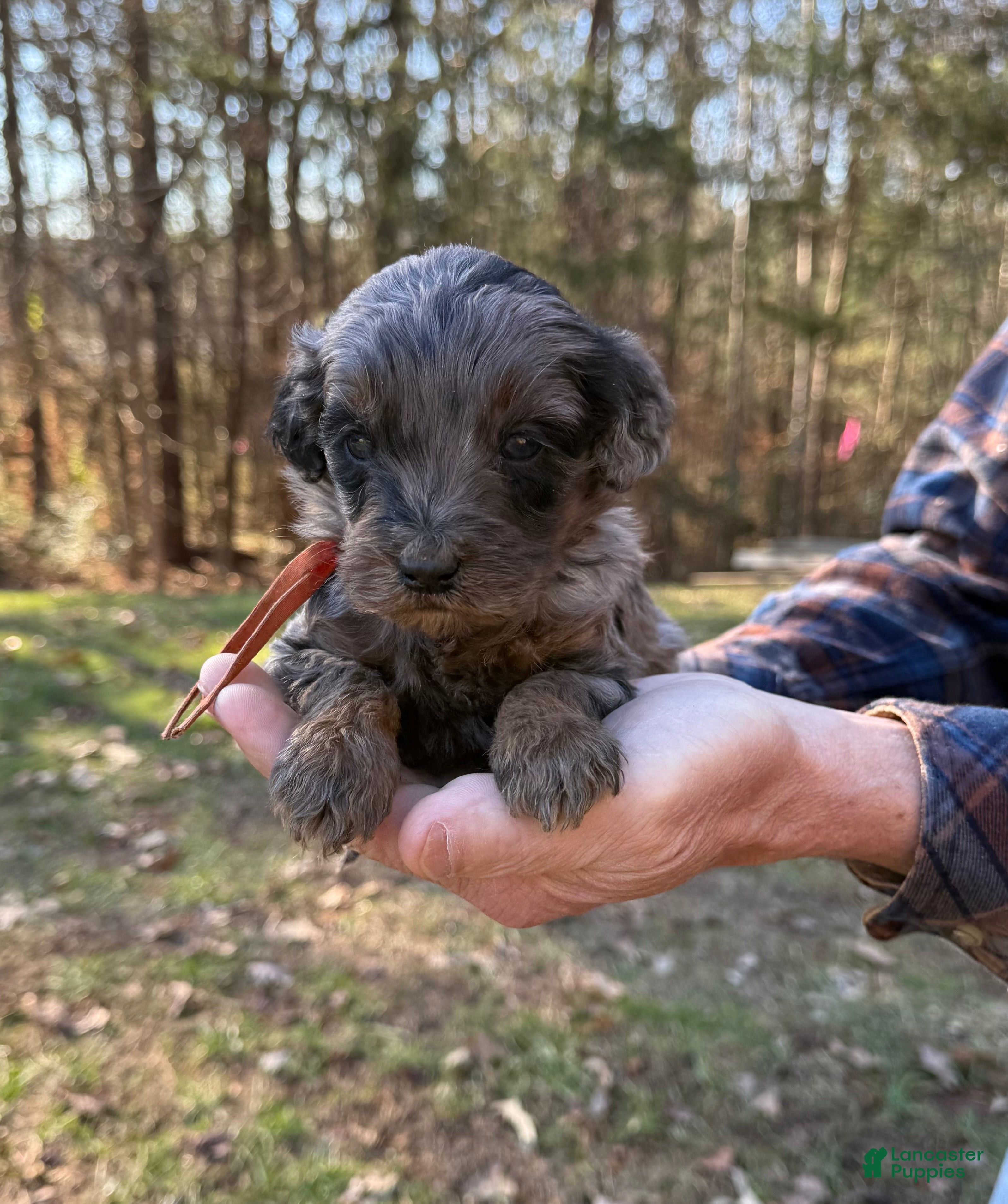 Goldendoodle dogs Goldendoodle Puppy 4 - Ad 26