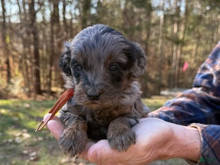 Goldendoodle dogs Goldendoodle Puppy 4 - Ad 26