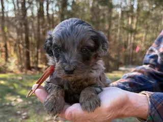 Goldendoodle dogs Goldendoodle Puppy 4 - Ad 7
