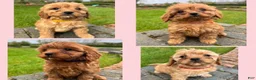 Cavapoo dogs for sale: Katie  - Ad 15