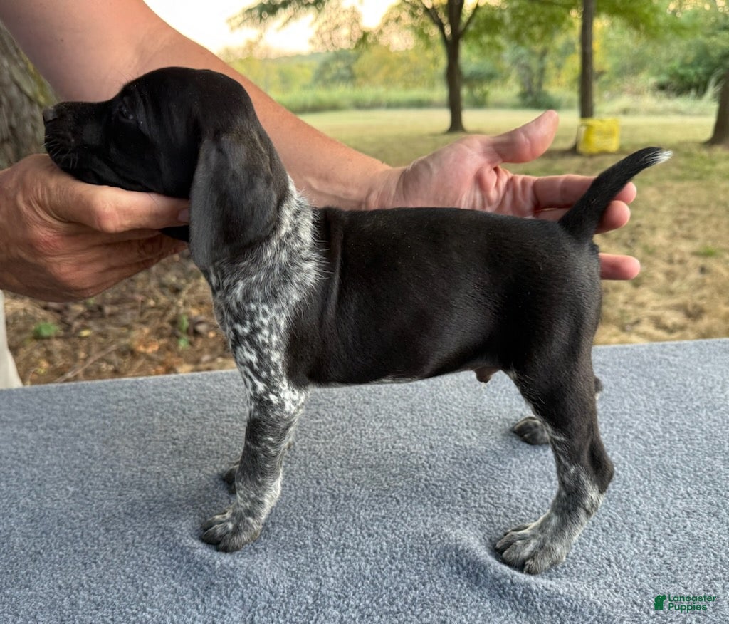 German Shorthaired Pointer dogs Boy 3 - Ad 2