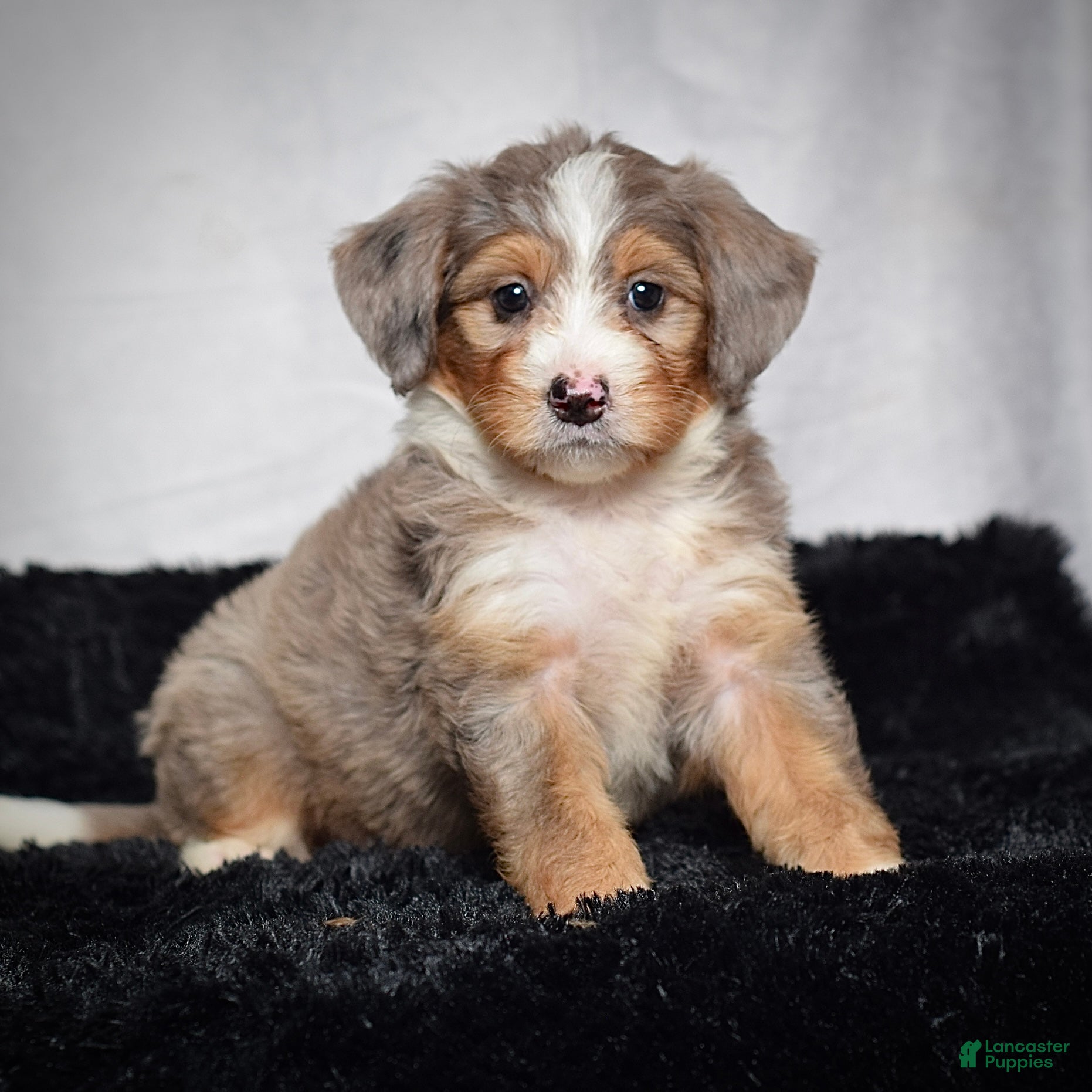 Mini Bernedoodle dogs Bonnie - Ad 2