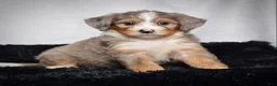 Mini Bernedoodle dogs for sale: Bonnie - Ad 2
