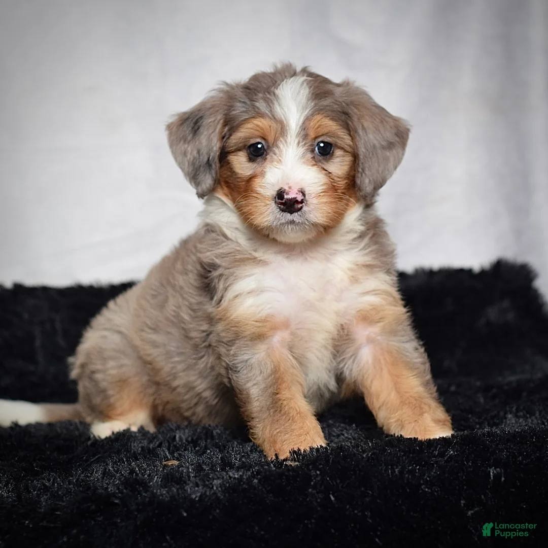 Mini Bernedoodle dogs for sale: Bonnie - Ad 2