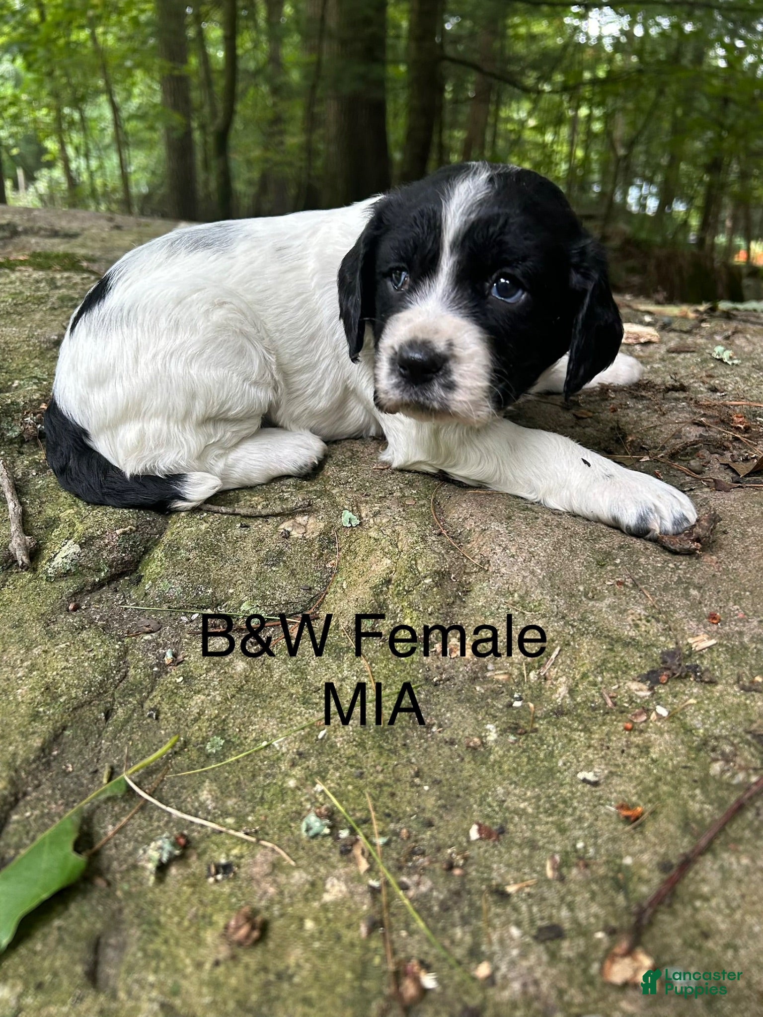 English Springer Spaniel dogs English Springer Spaniel 2 - Ad 1