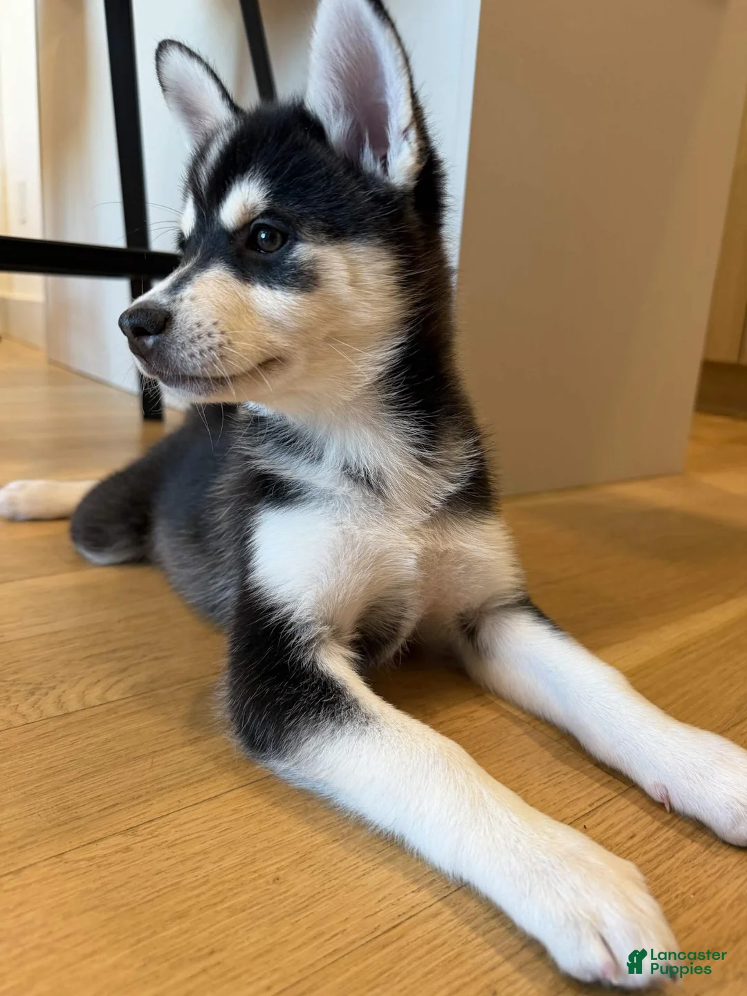 Pomsky dogs for sale: Troy - Ad 9