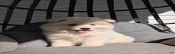 Samoyed dogs for sale: Benson  - Ad 3