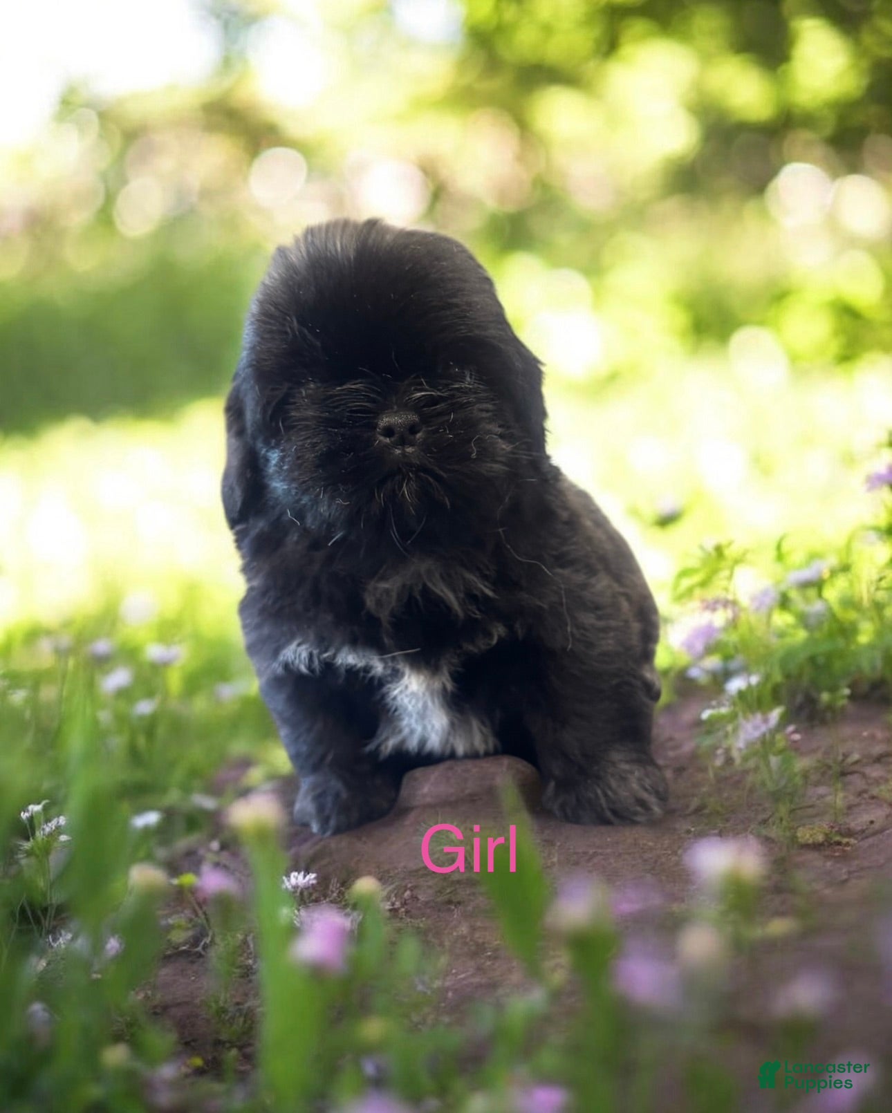 Shih Tzu dogs Shih Tzu Puppy 2 - Ad 25