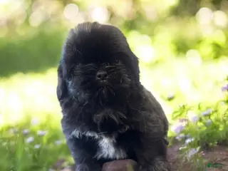 Shih Tzu dogs Shih Tzu Puppy 2 - Ad 25