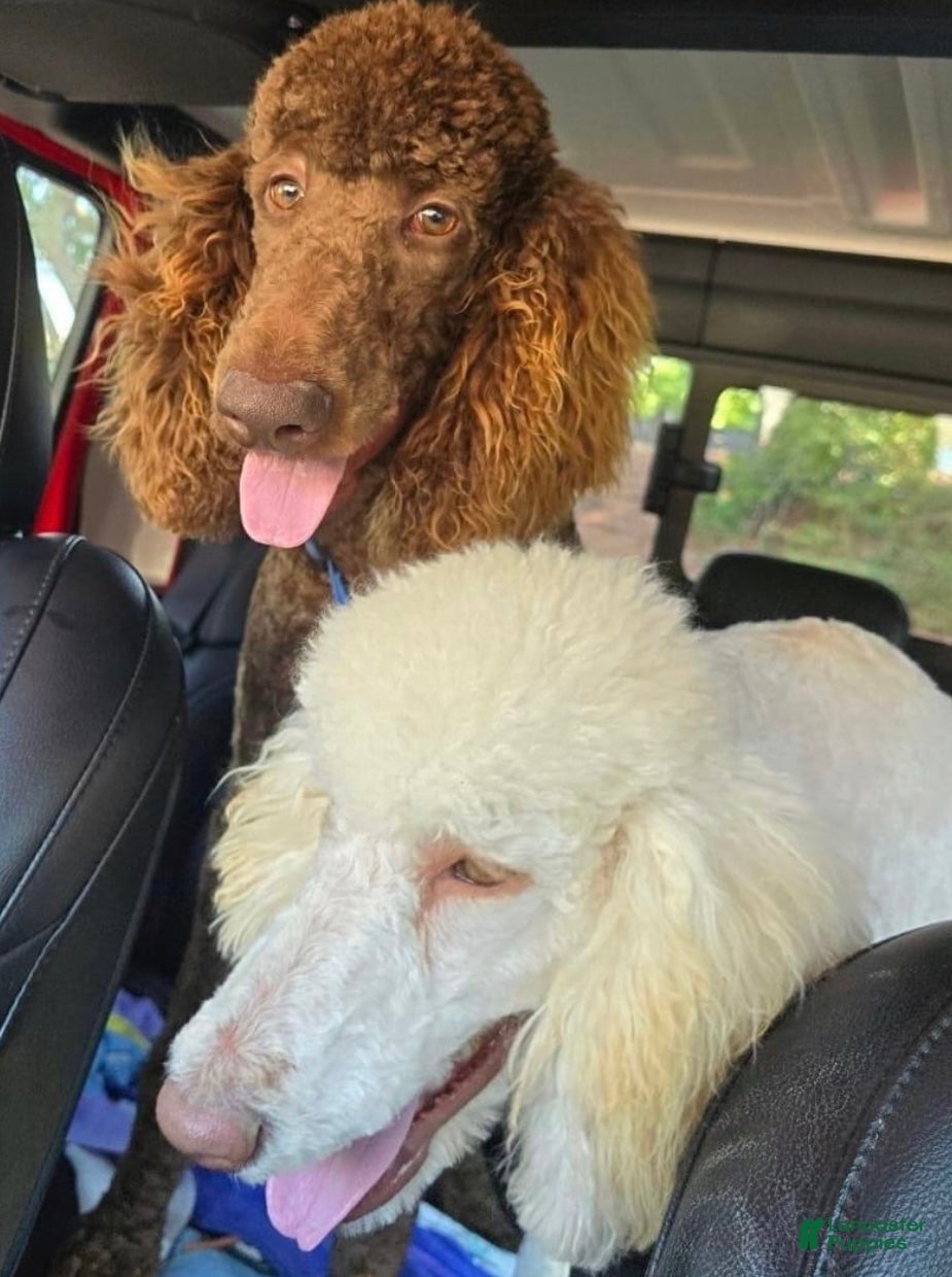 Standard Poodle dogs Standard Poodle Puppy 1 - Ad 2