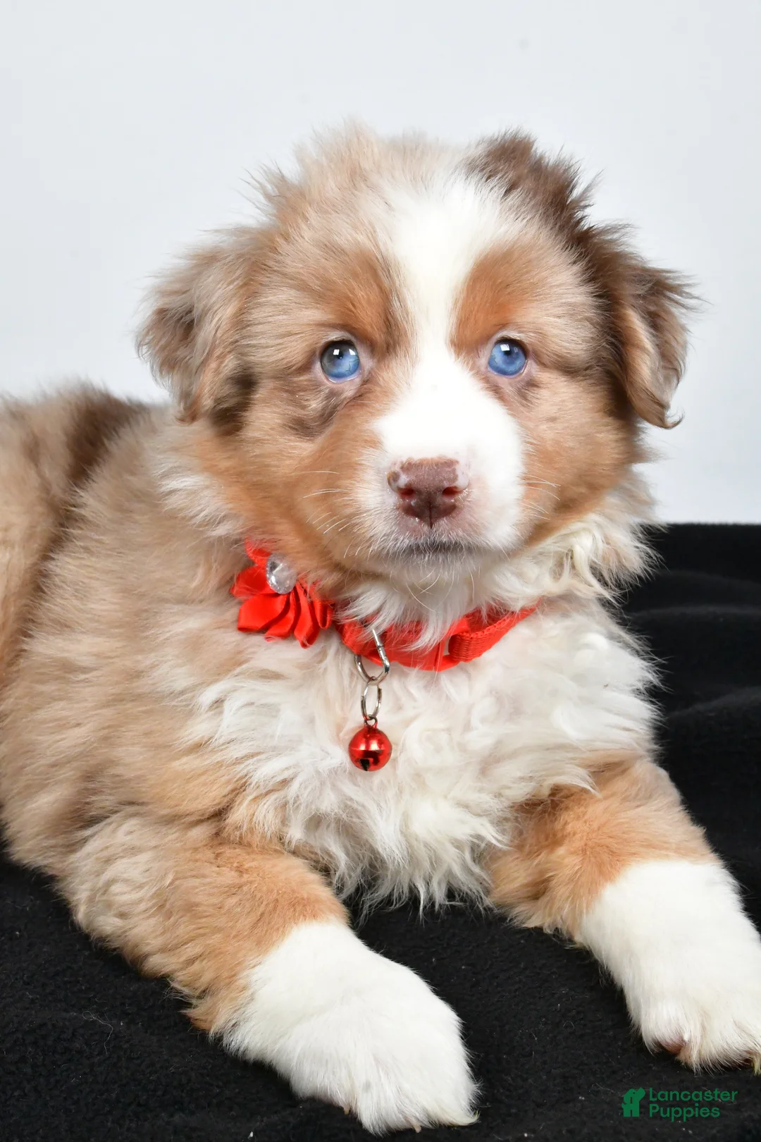Miniature Australian Shepherd dogs for sale: Ruby - Ad 7