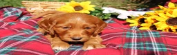 Mixed Breed dogs for sale: Posey - Irish Goldendoodle  - Ad 11