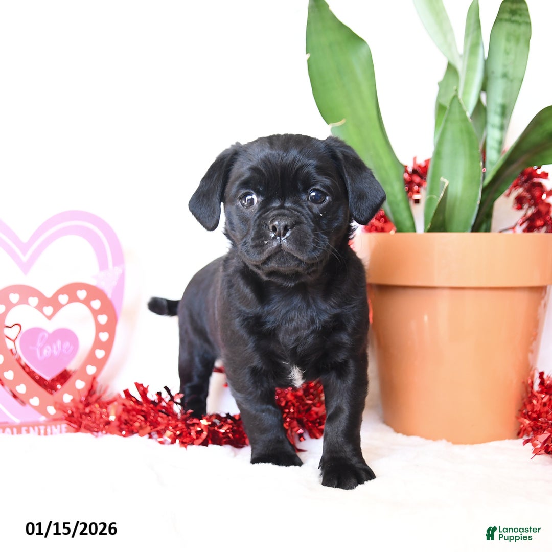 Mixed Breed dogs for sale: Midnight  - Ad 1