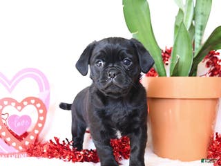 Mixed Breed dogs Midnight - Ad 42