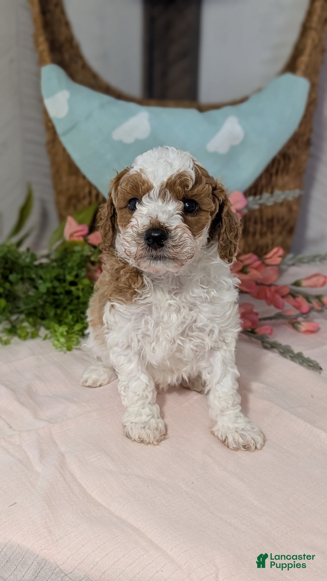 Miniature Poodle dogs for sale: Ziggy - Ad 10