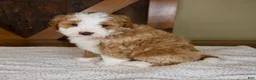 Mini Bernedoodle dogs for sale: Sanderson - Rare color! - Ad 3