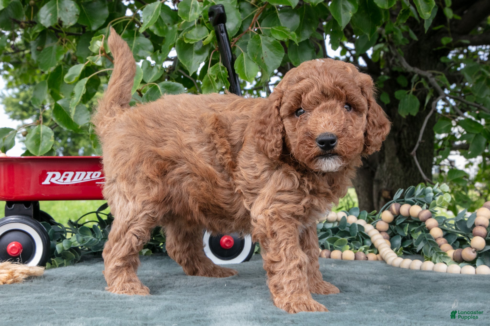 Miniature Poodle dogs Saria - Ad 2