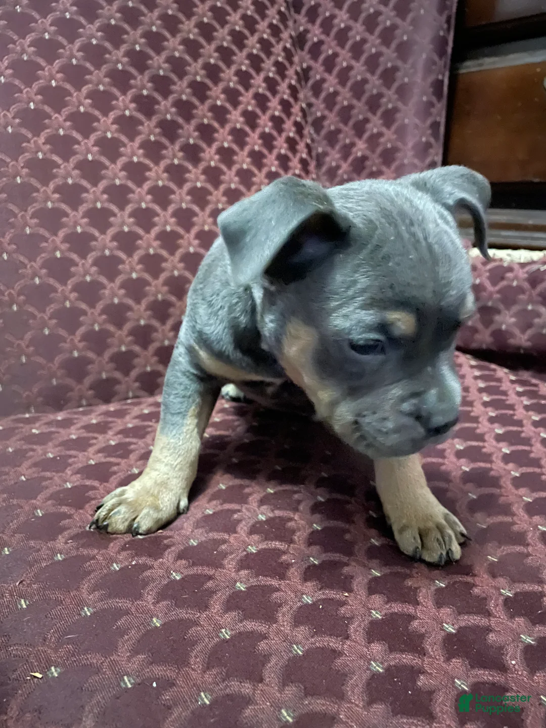 American Bully dogs for sale: American Bully Puppy 4 - Ad 6