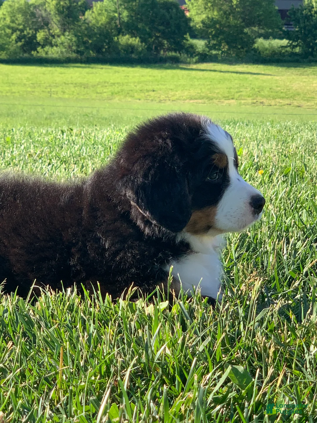 Bernese Mountain Dog dogs for sale: Fern - Ad 15