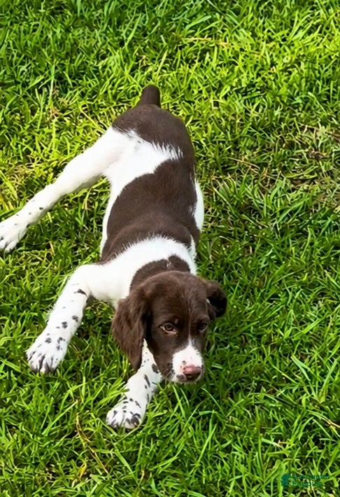 Brittany Spaniel dogs Hank - Ad 2