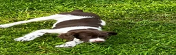 Brittany Spaniel dogs for sale: Hank - Ad 2