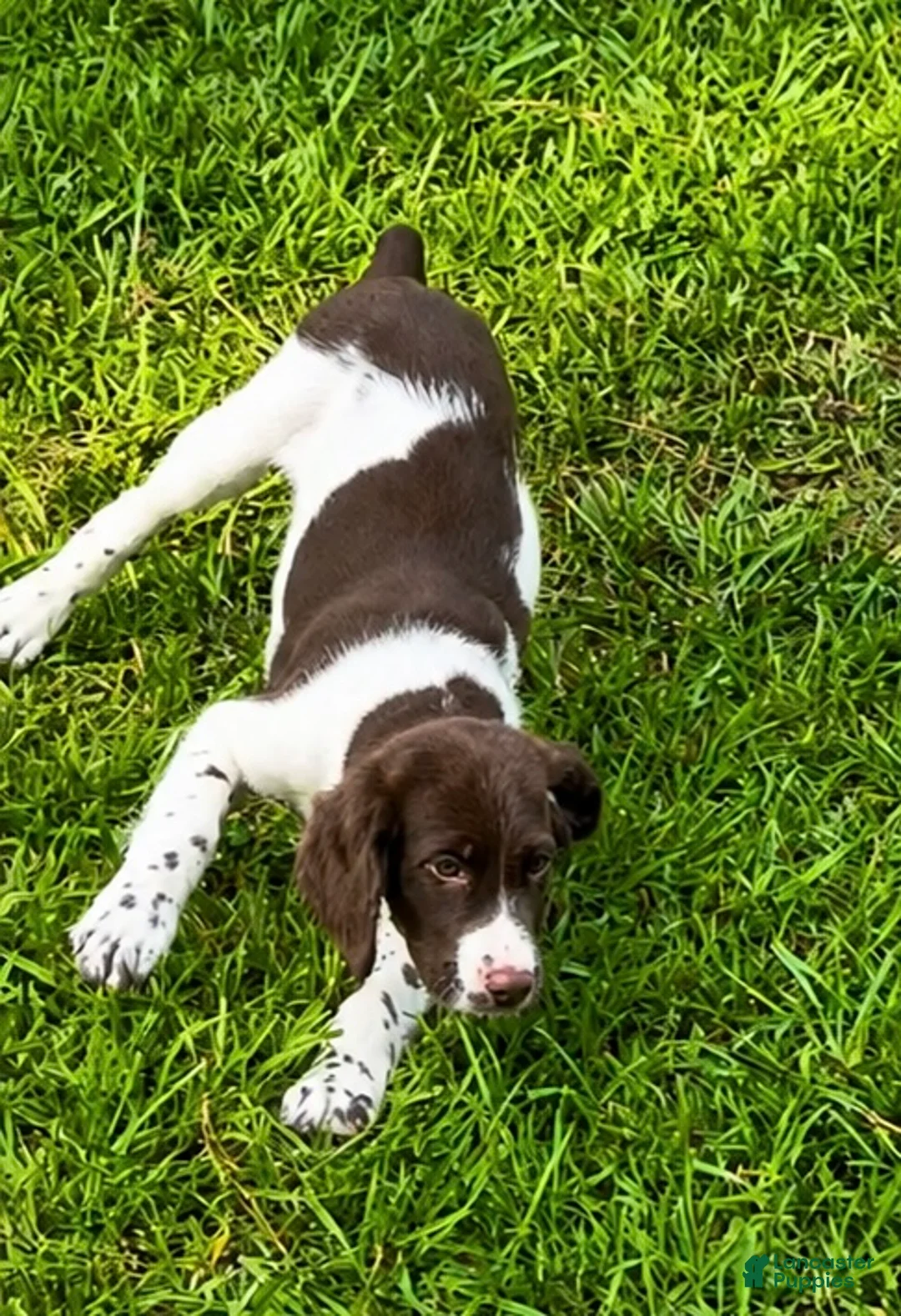 Brittany Spaniel dogs for sale: Hank - Ad 2