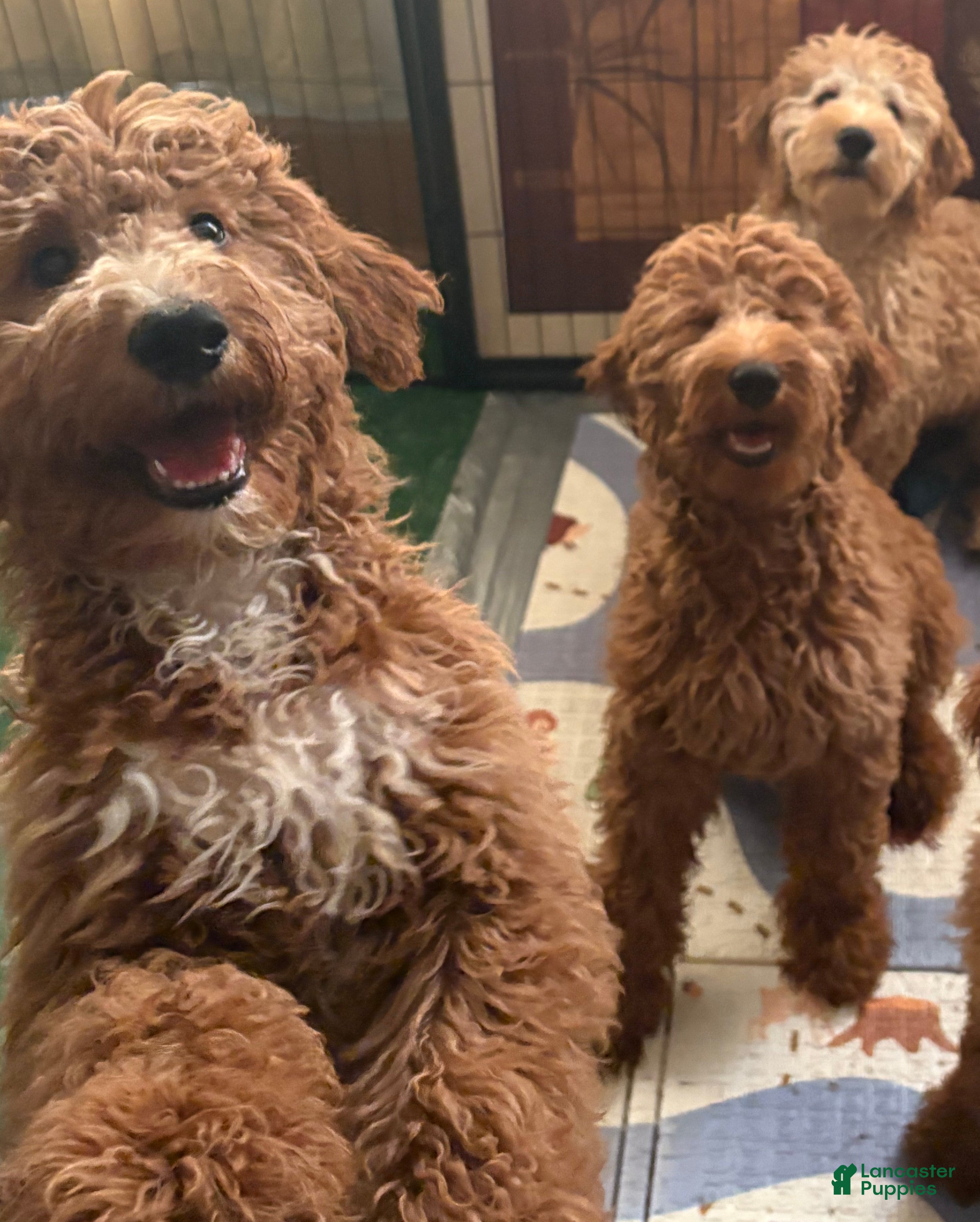 Goldendoodle dogs for sale: Turk  (Multi-gen🐕) - Ad 1