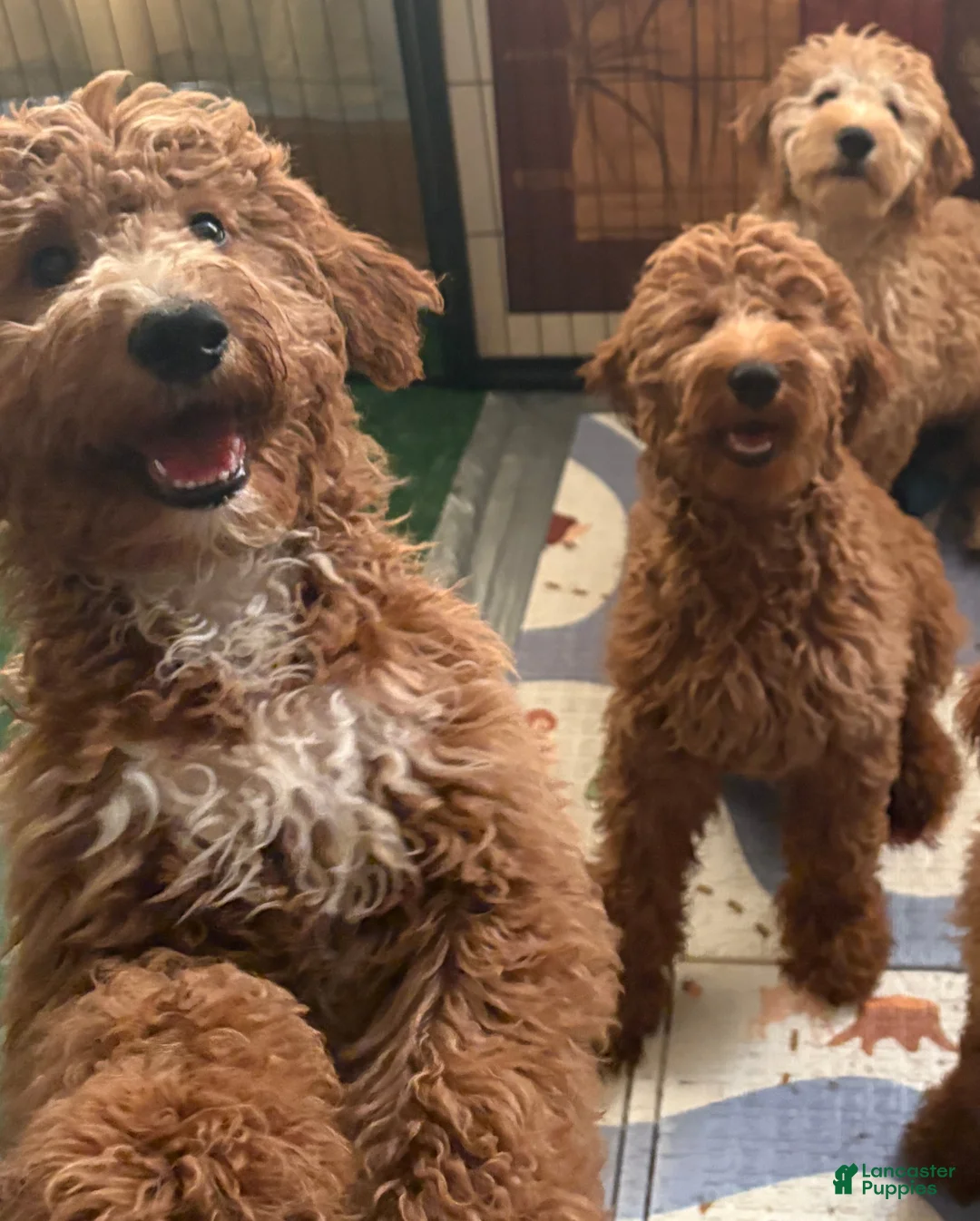 Goldendoodle dogs for sale: Turk  (Multi-gen🐕) - Ad 1
