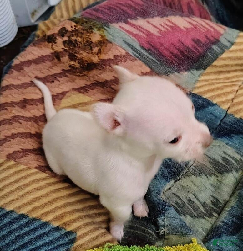 Chihuahua dogs Chihuahua Puppy 1 - Ad 3