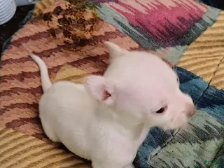 Chihuahua dogs Chihuahua Puppy 1 - Ad 22