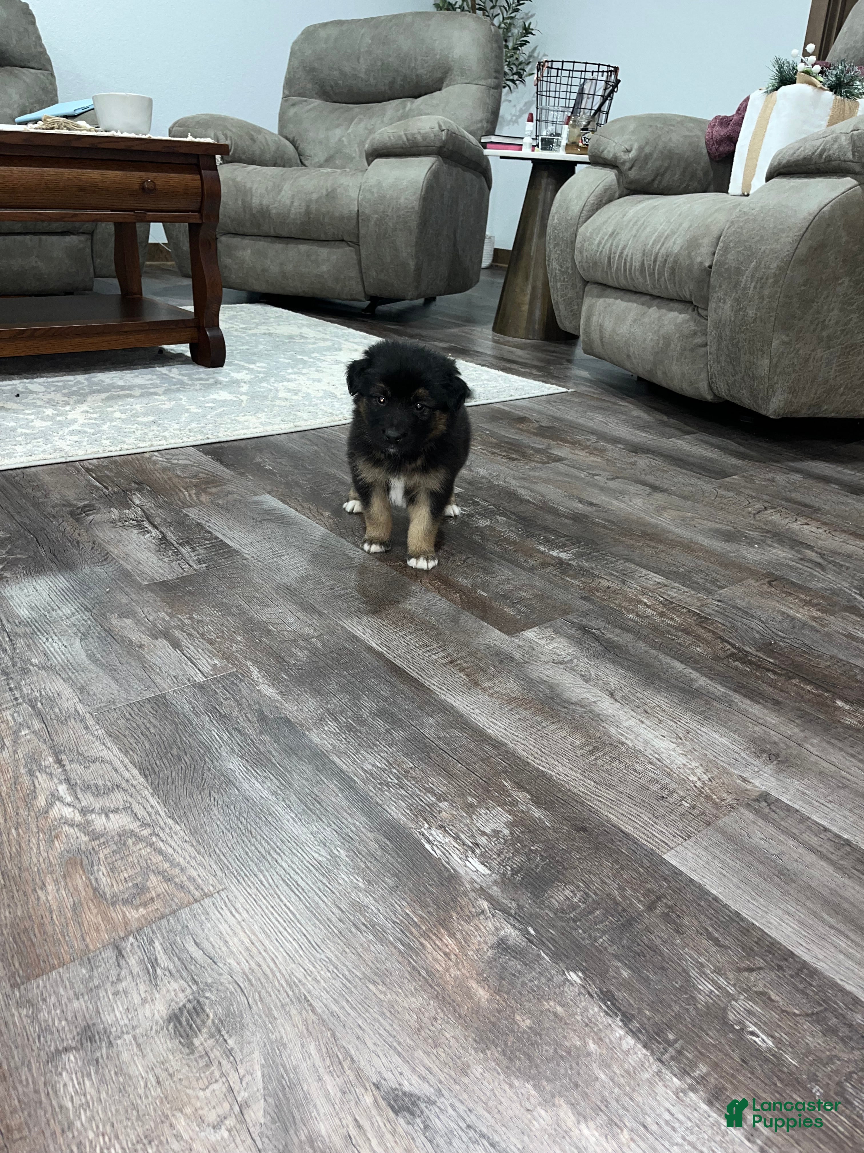 Mixed Breed dogs Teddy🩵 - Ad 35