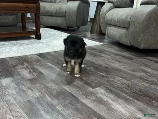 Mixed Breed dogs Teddy🩵 - Ad 35